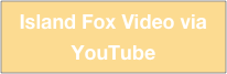 Island Fox Video via YouTube
